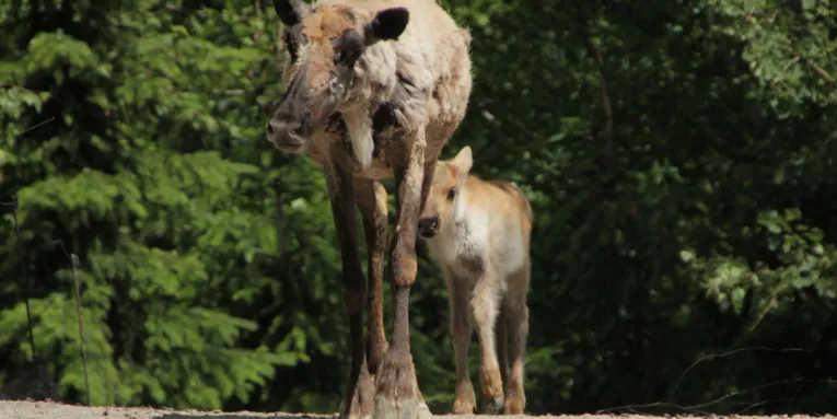 Karibu mit Kalb