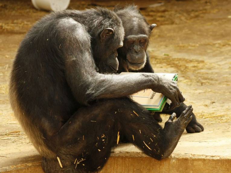 Zwei Schimpansen, die sich ein Buch ansehen