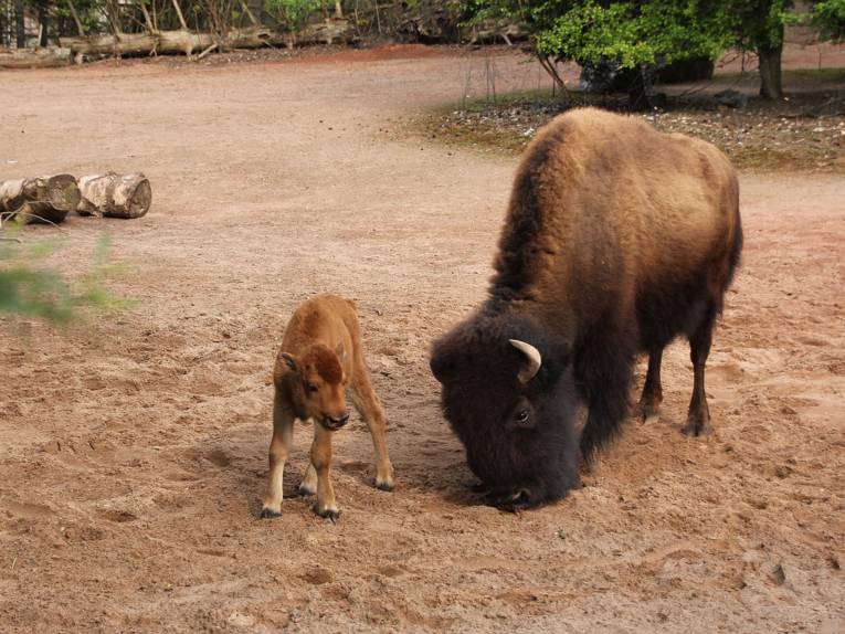 Eine Bison-Mutter mit ihrem Jungen.