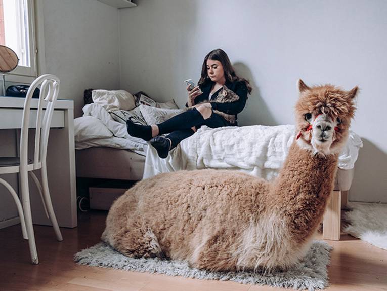 Ein Mädchen sitzt auf ihrem Bett und schaut auf ihr Handy. Vor dem Bett sitzt ein Alpaka.