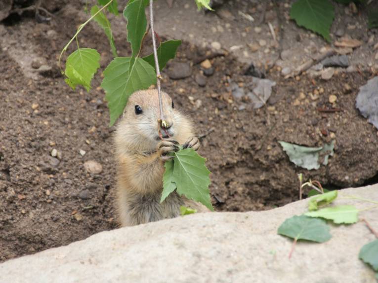 Ein kleiner Präriehund knabbert an einem Ast.