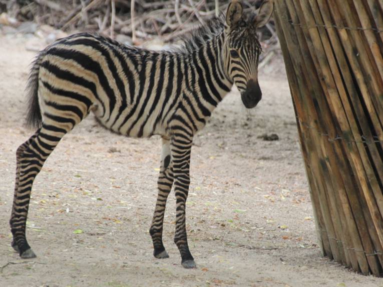 Ein junges Zebra.
