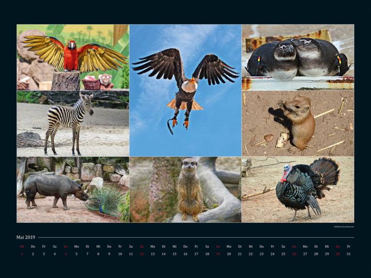 Ein Kalenderblatt zeigt viele Tiere im Zoo.