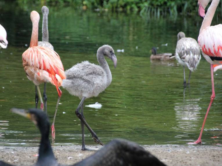 Ein grauer kleiner Flamingo zwischen seinen rosafarbenen Artgenossen.