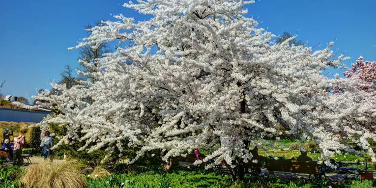 Vier Personen fotografieren einen blühenden Baum