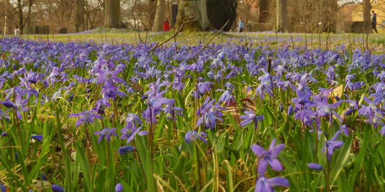 Blaues Blumenmeer