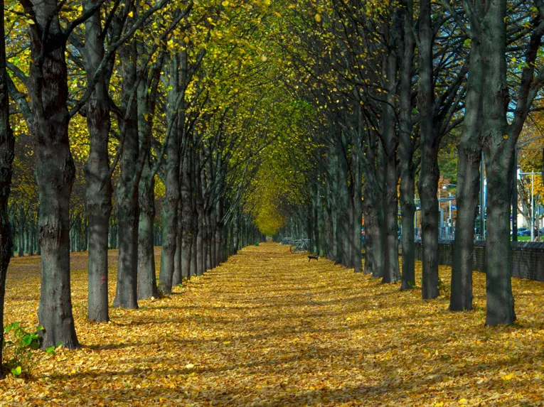 Allee im Herbst