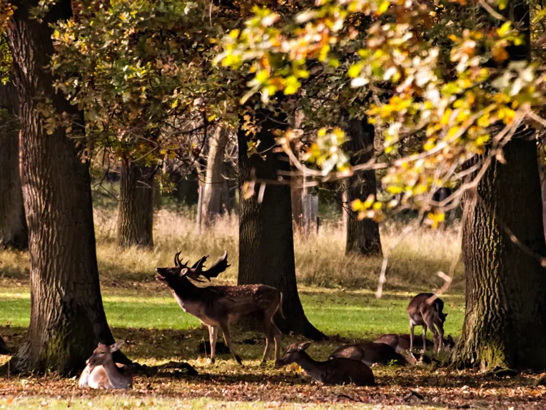 Ein Hirsch und vier Rehe auf einer Waldlichtung