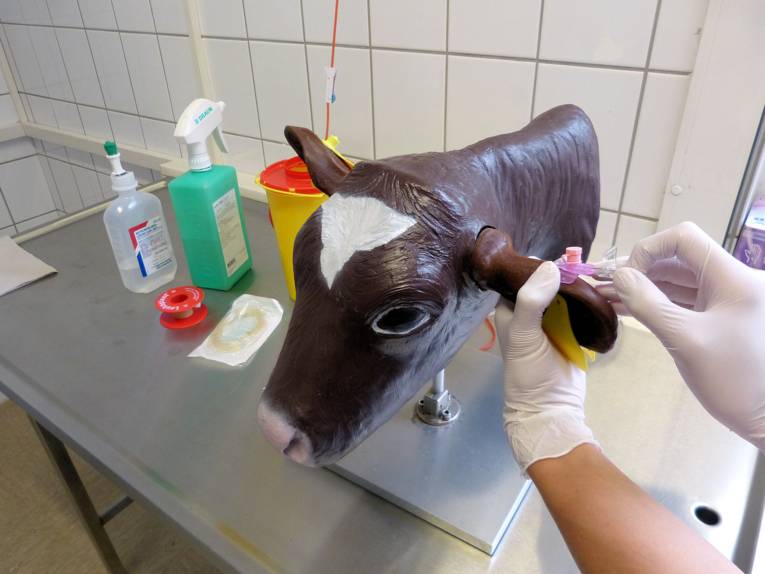 Hände mit Handschuhen an Modell eines Kopfes einer Kuh.