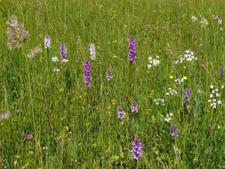 Blumenwiese