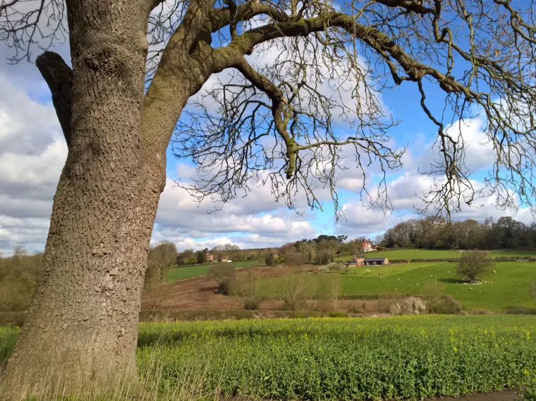Landschaft mit Baum im Vordergrund.