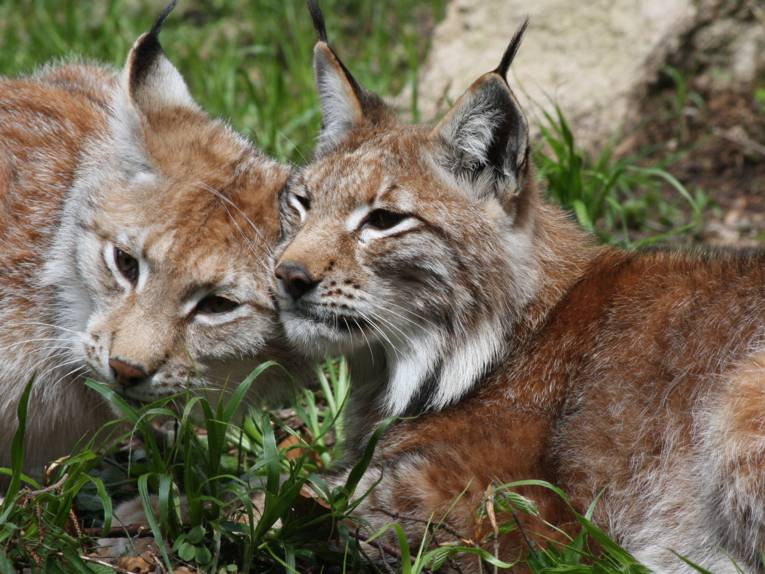 katzenartige Raubtiere