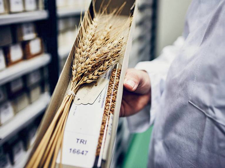 Getreideähren in einem offenen Karton.