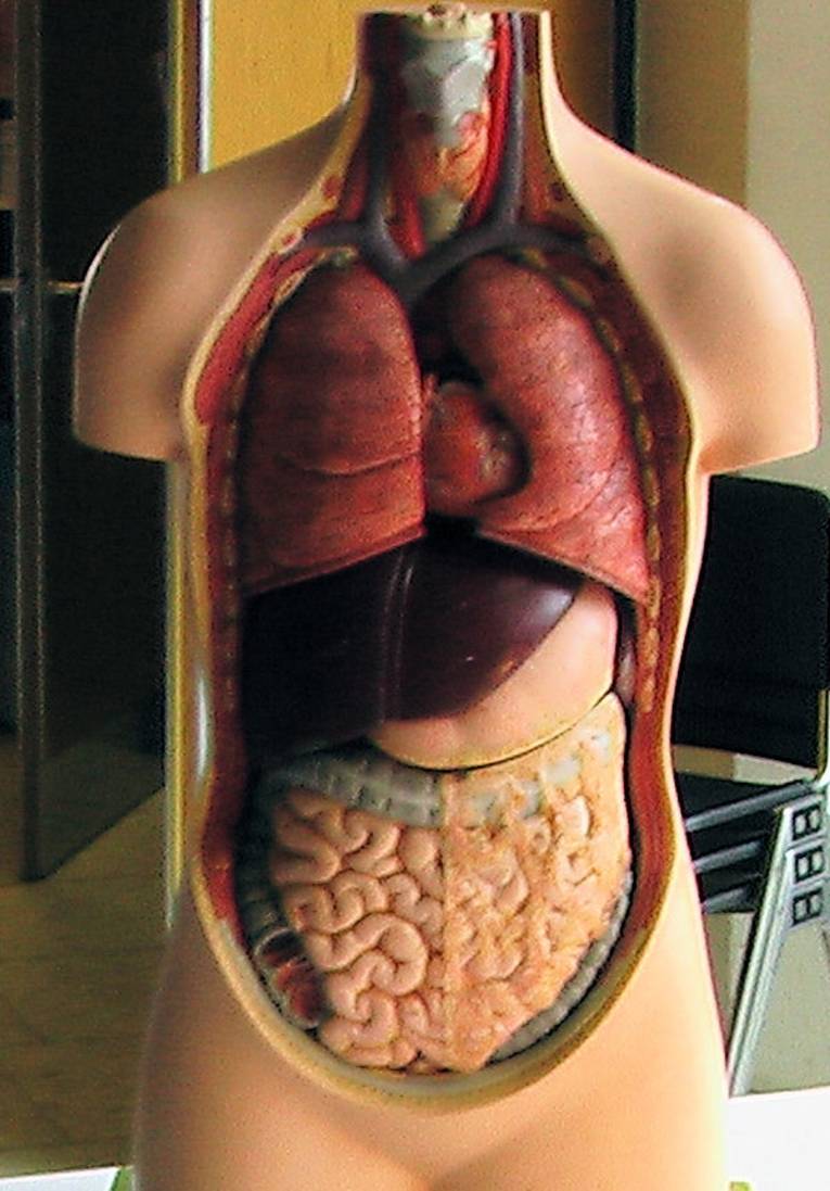 Modell eines aufgeschnittenen menschlichen Torsos.