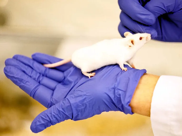 Weiße Ratte auf einer menschlichen Hand in Schutzhandschuh
