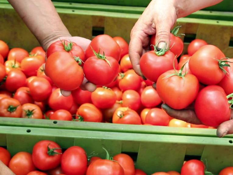 Tomaten liegen in einer grünen Kiste. Zudem sind zwei Hände zu sehen, die Tomaten halten.