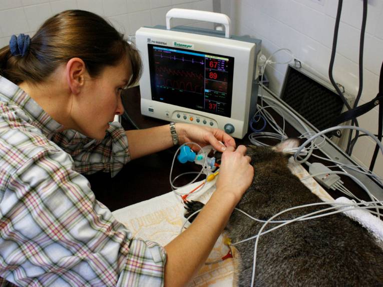 Eine Frau behandelt ein Känguru