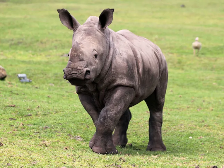 Junges Nashorn