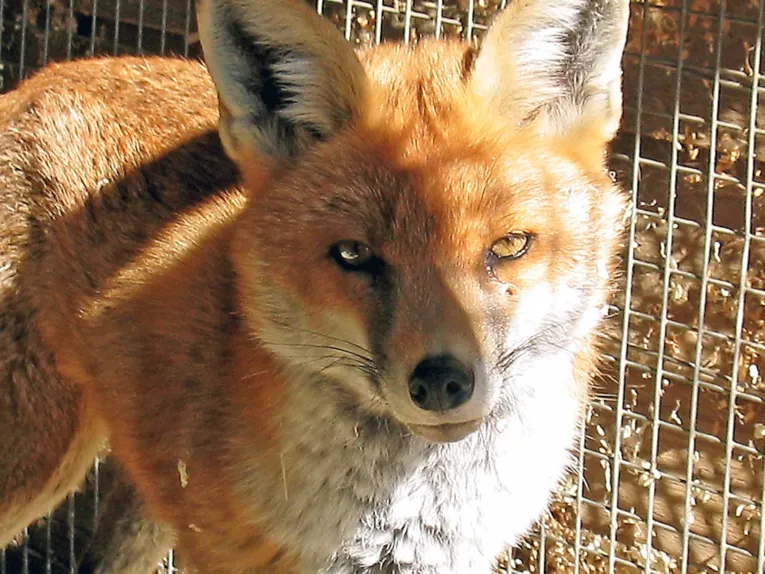 Fuchs