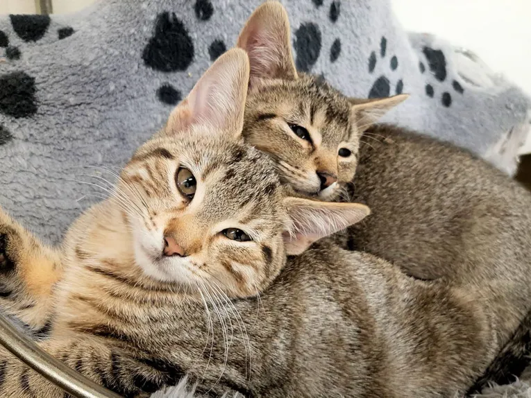 Zwei Hauskatzen