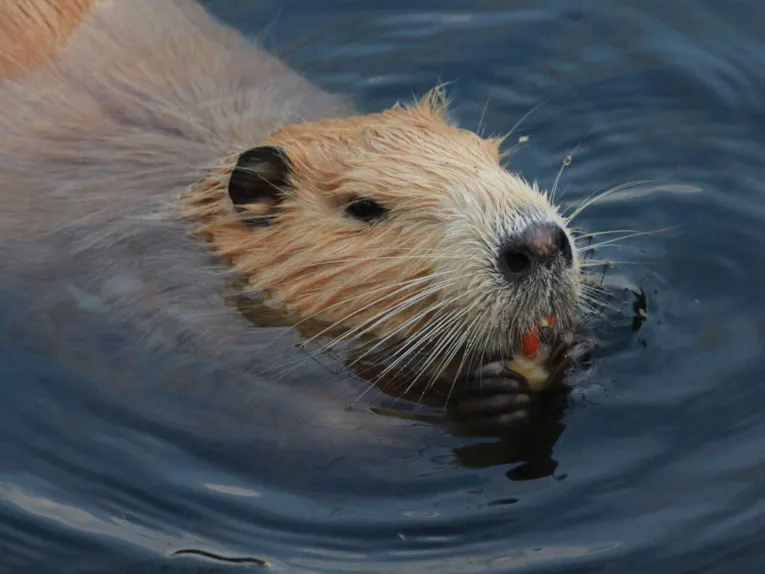 Schwimmende Nutria