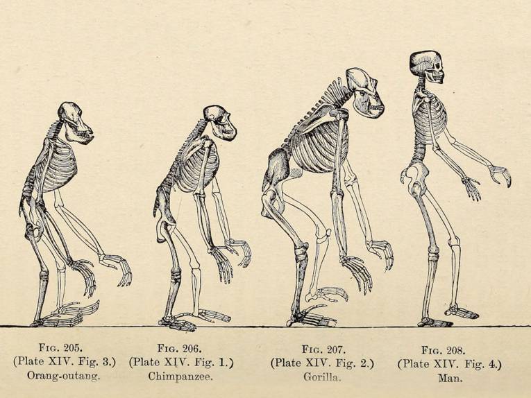 Skelette von Menschenaffen und Menschen