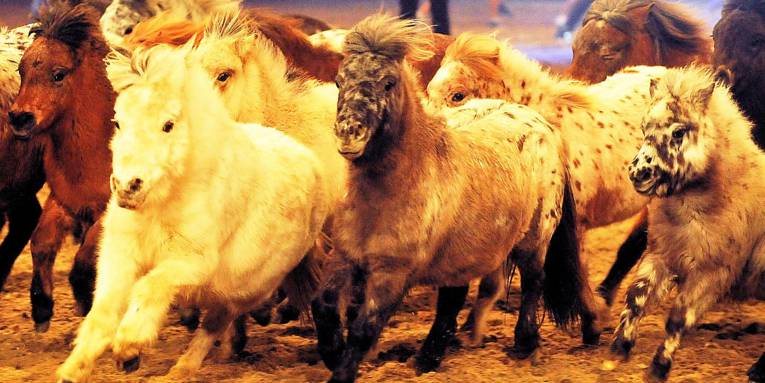 Ponys in einer Show-Arena