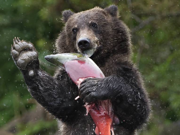 Aufrechtstehnder Bär mit Fisch in den Pranken.