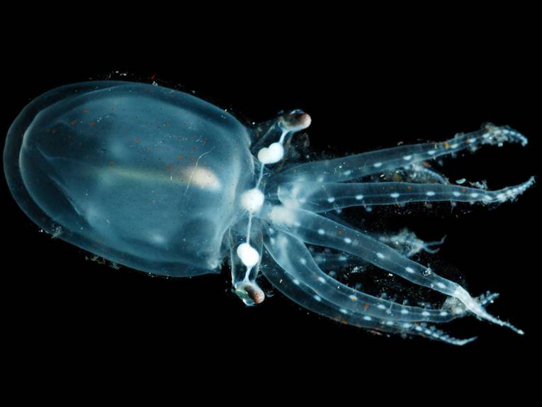 Nahezu durchsichtige Krake