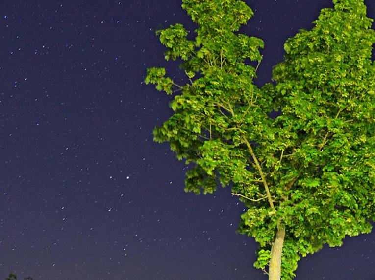 Baum und Sternenhimmel