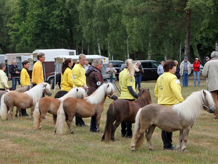 Foto: Die Züchter präsentieren ihre Pony-Stuten.
