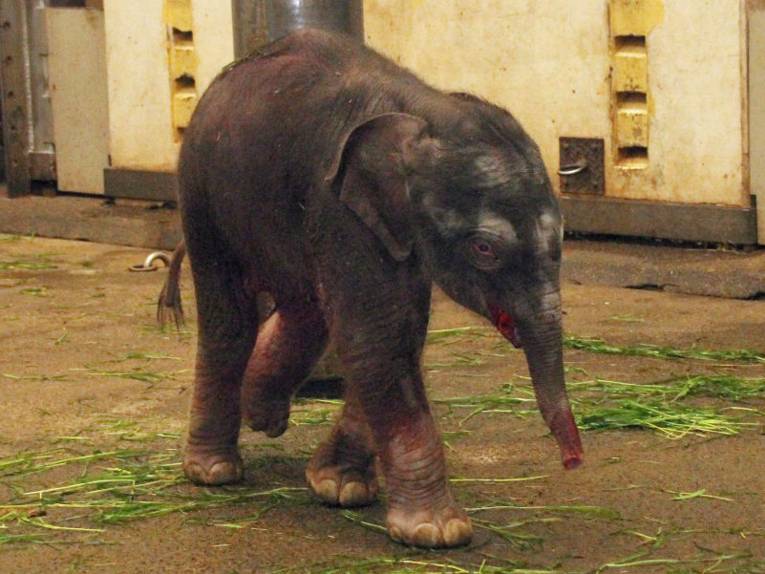 Elefantenbaby