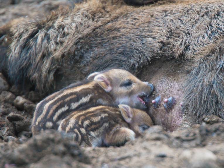 Frischlinge beim Saugen.