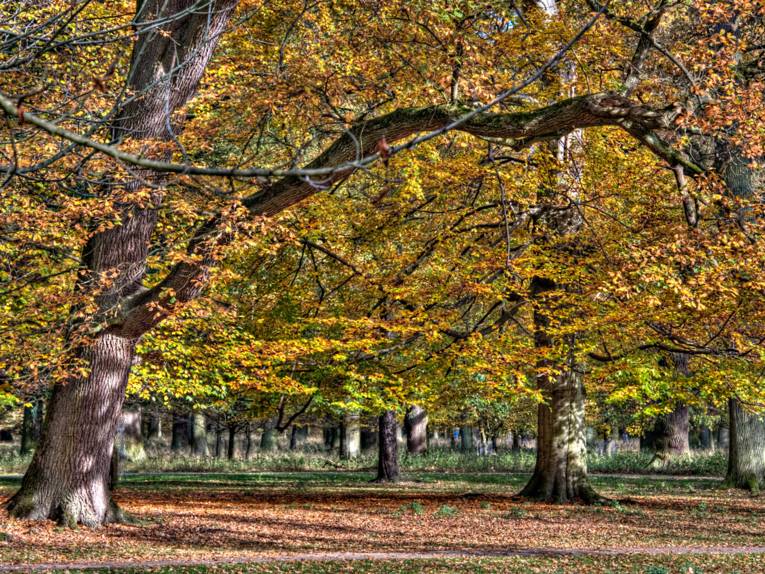 Bäume mit buntem Laub. 