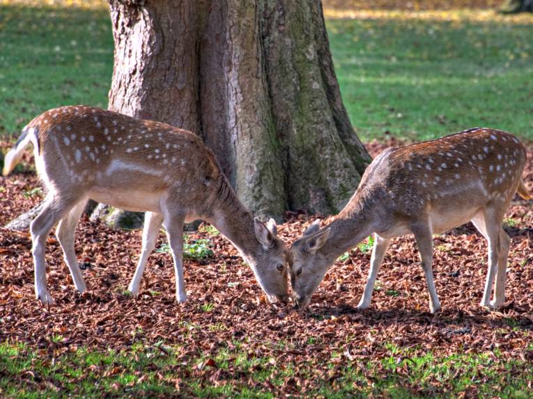 Zwei Hirschkühe, die ihre Köpfe aneinanderdrücken. 