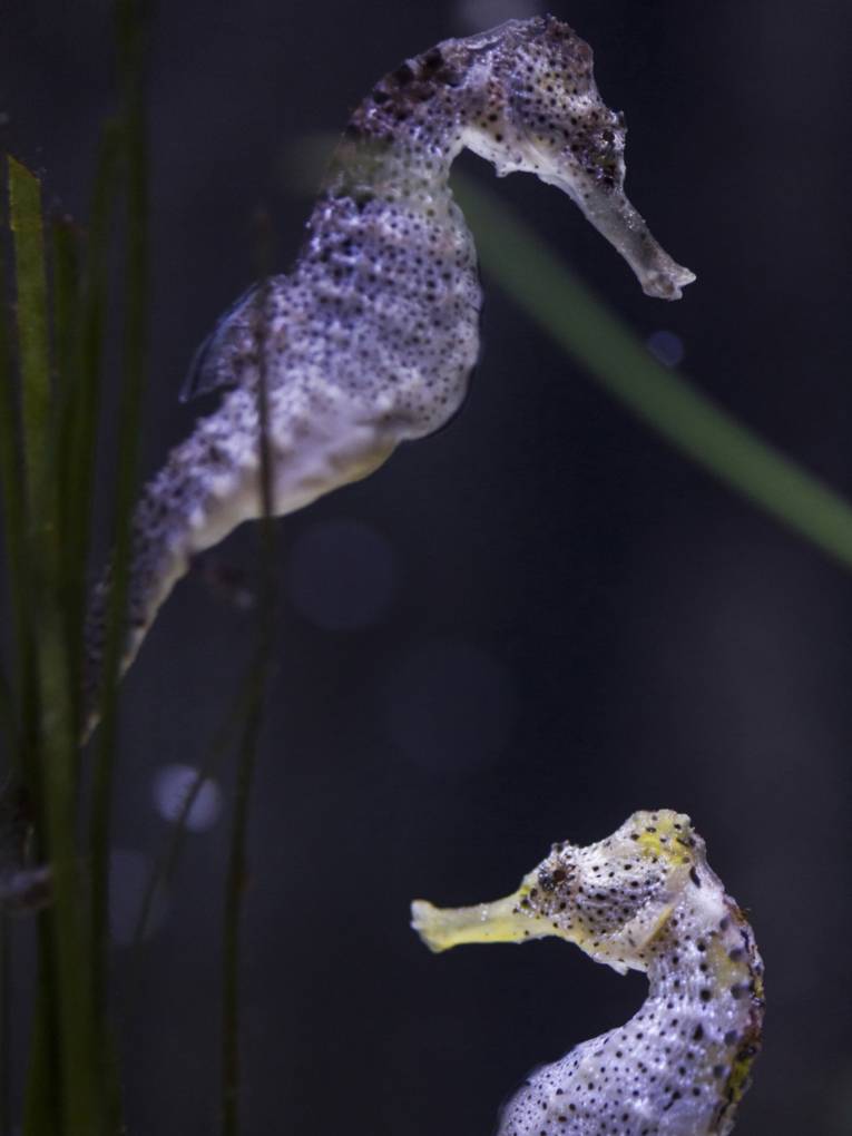 Zwei lilafarbene Seepferdchen