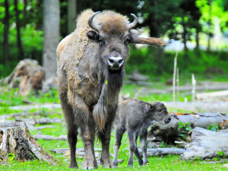 Wisent mit Kalb