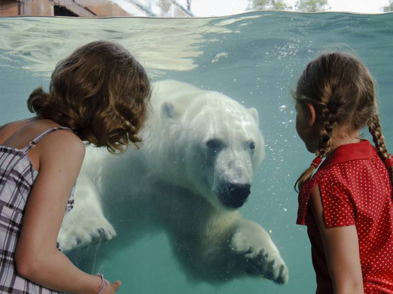Zwei Mädchen beobachten einen hinter einer Glasscheibe schwimmenden Eisbären.