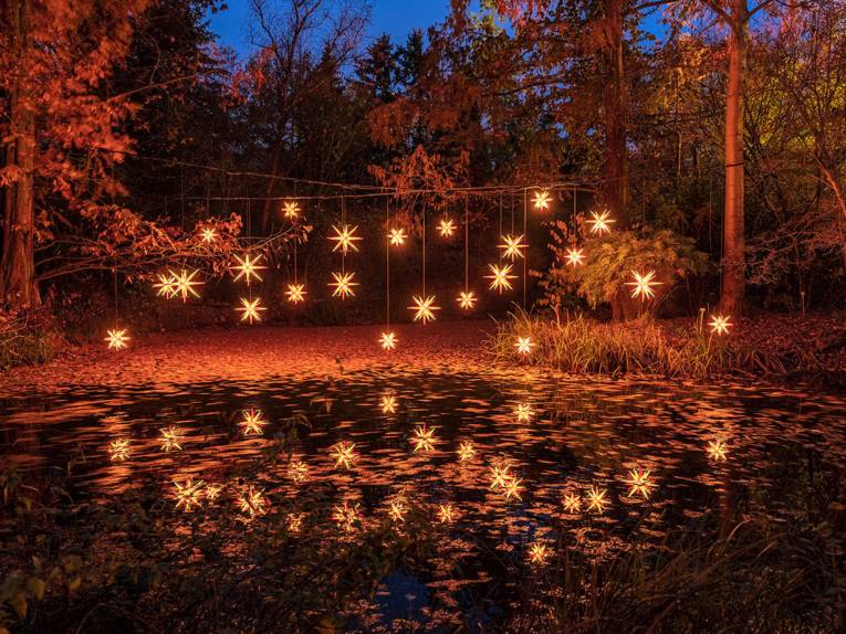 Eine Waldlichtung mit leuchtenden Sternen.