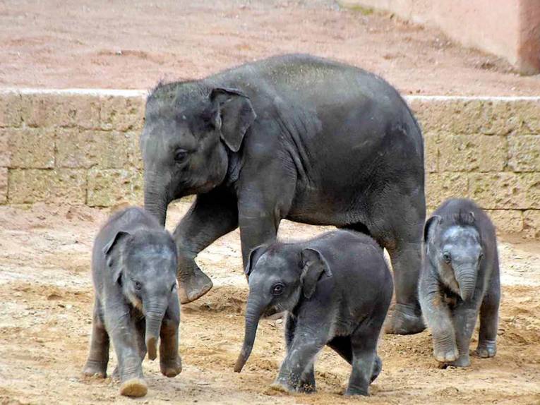 Drei junge und ein erwachsener Elefant.
