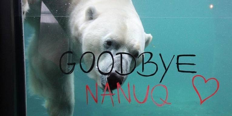 Weißer Bär im Wasser hinter einer Glasscheibe mit dem Schriftzug "Goodbye, Nanuq!"