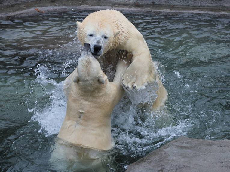 Zwei Eisbären ringen miteinander im Wasser