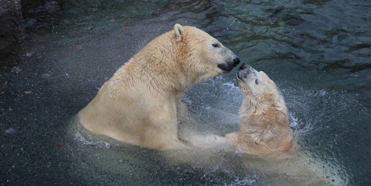 Zwei Eisbären im Wasser beschnuppern sich