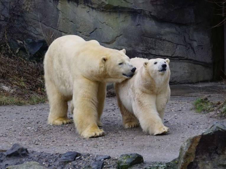 Zwei Eisbären gehen nebeneinander