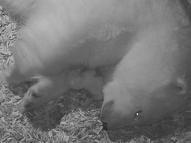 Eisbär mit Jungtier in einer Wurfhöhle liegend