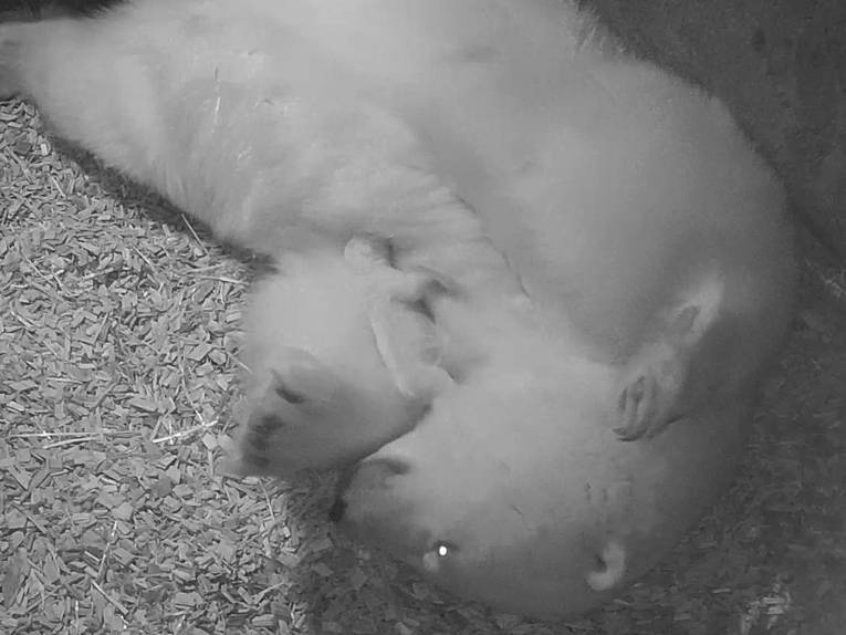 Großer Eisbär in liegender Position mit Jungtier