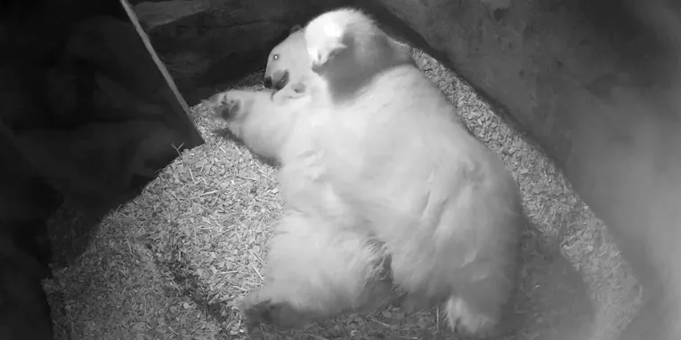 Großer, liegender Eisbär mit meerschweinchengroßem Eisbärbaby