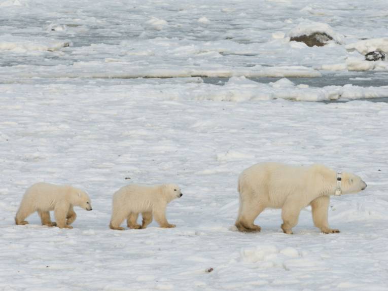 Zwei kleine Eisbären, ein großer Eisbär mit Halsband in verschneiter Landschaft