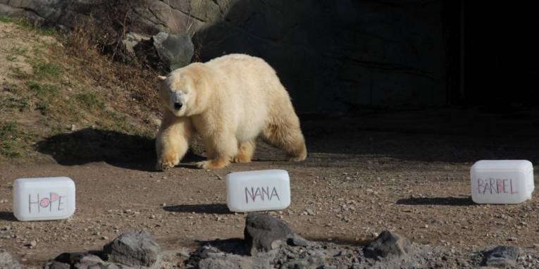 Weißer Bär geht auf drei mit Namen beschriftete Kanister zu