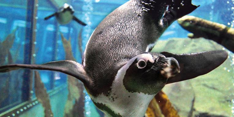 Tauchender Pinguin.